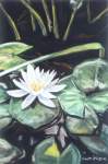 White Lily