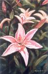 Day Lillies