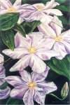 Spring Blooms, Clematis