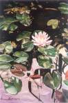 Waterlillies(award winner)