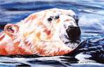 Polar Ice