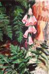 Foxgloves