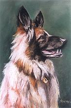 Pet Portraits