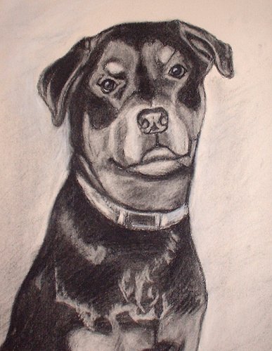 In Memory of Bailey