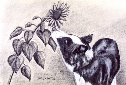 Sun Muncher